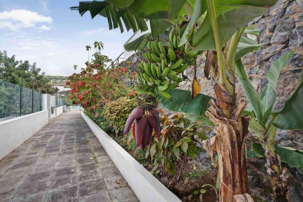 Paradise Studio Belair Wifi, Piscina, Parking Puerto de la Cruz  Eksteriør bilde